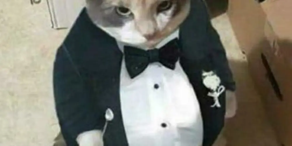 Imagem do grupo de WhatsApp Gato do terno