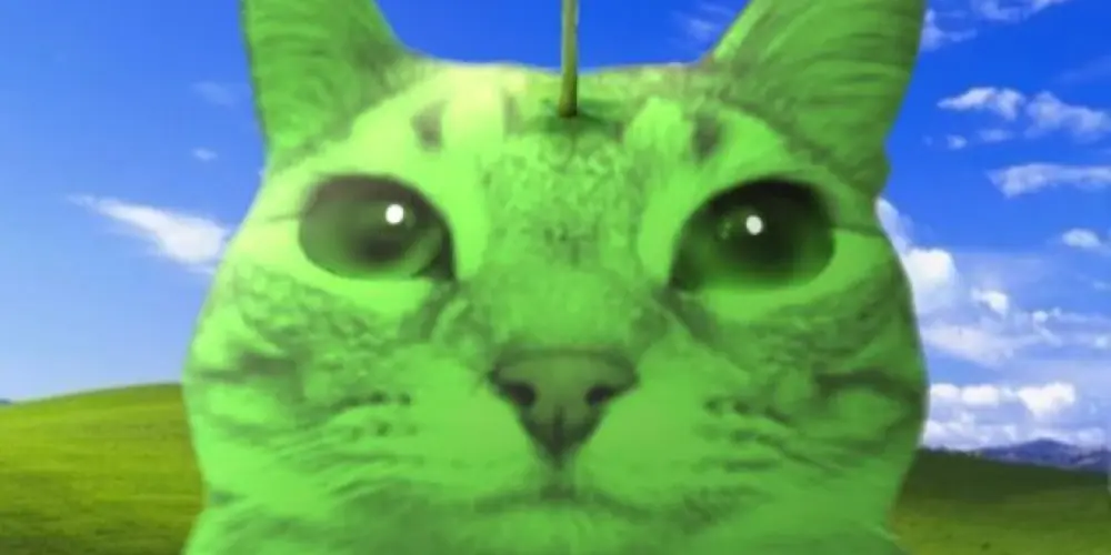 Imagem do grupo de WhatsApp Gato Windows xp