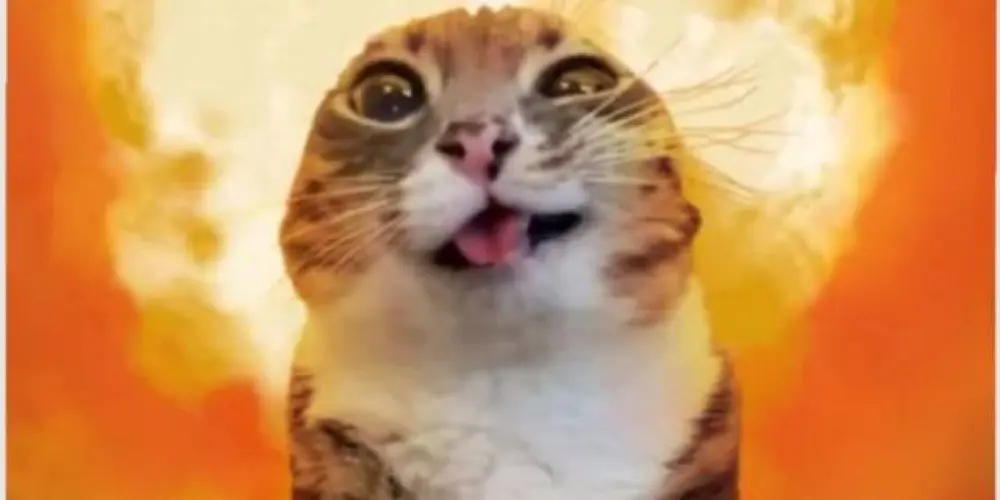 Imagem do grupo de WhatsApp gatos autistas 🐈‍⬛ 🧩🌈  THE CAPS
