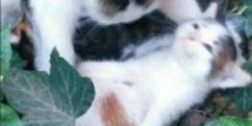 Imagem do grupo de WhatsApp gay vs humano