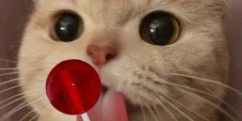 Imagem do grupo de WhatsApp GELINHO ❄️