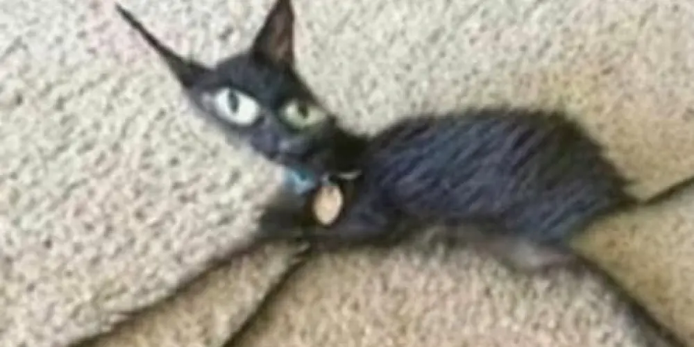 Imagem do grupo de WhatsApp ★geometrydashBR!★