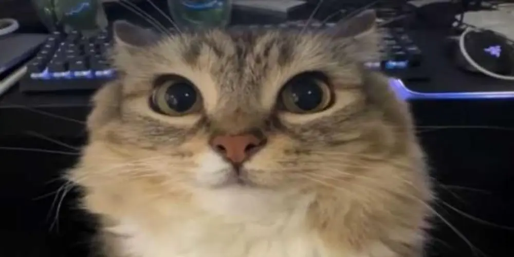 Imagem do grupo de WhatsApp ♨️Geral♨️