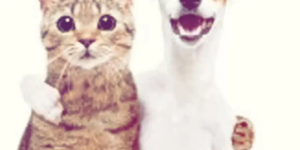 Imagem do grupo de WhatsApp ══════ ೋღ 🌺 ღೋ ═══════╗                  𝐀𝐌𝐈𝐙𝐀𝐃𝐄   𝐕𝐈𝐑𝐓𝐔𝐀𝐋 (❍ᴥ❍ʋ)