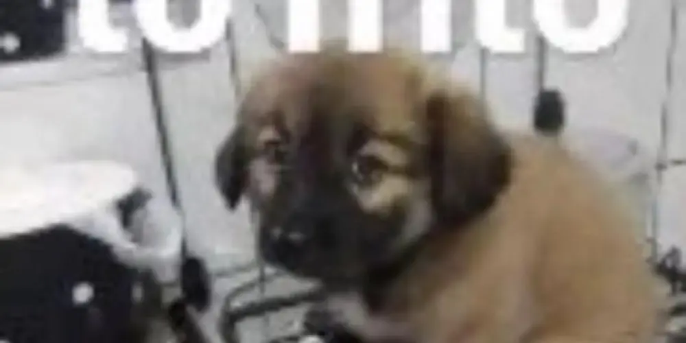 Imagem do grupo de WhatsApp ☾⋆⁺₊✧ ☾⋆⁺₊✧ ᗷᗩGᑌᑎᑕIᑎᕼᗩ ✧₊⁺⋆☽ ✧₊⁺⋆☽