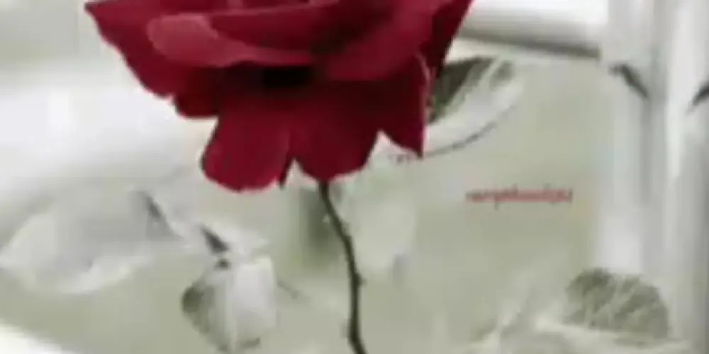 Imagem do grupo de WhatsApp ♥️♥️GIRL FRIEND♥️♥️♥️