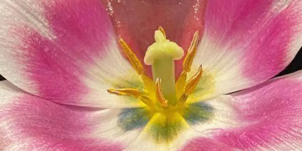 Imagem do grupo de WhatsApp G.I.R.L.S 🌺