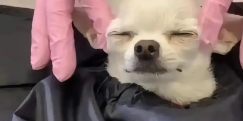 Imagem do grupo de WhatsApp Girls just wanna have fun