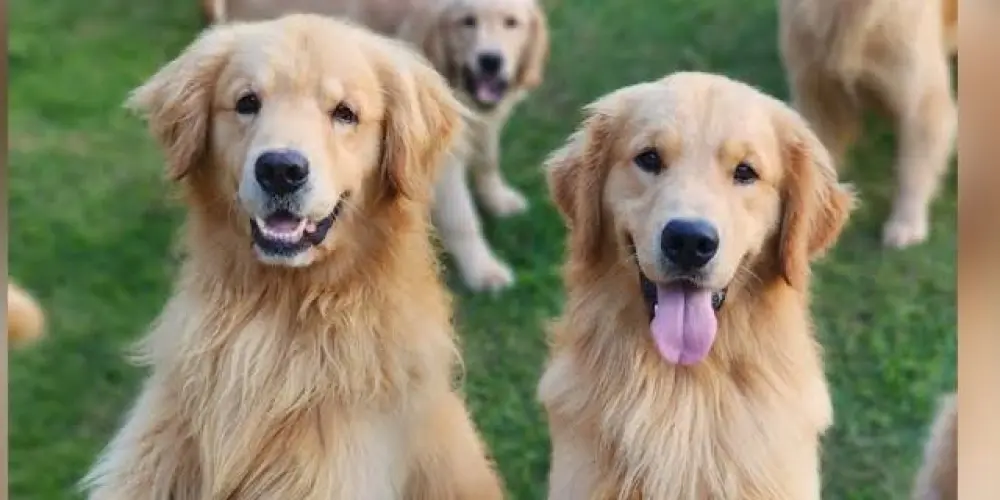 Imagem do grupo de WhatsApp GOLDEN RETRIEVER CWB