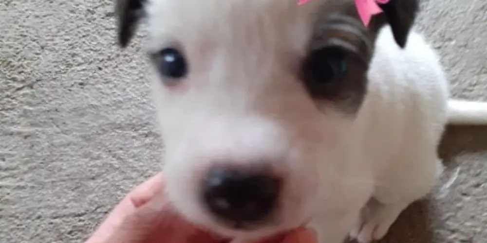 Imagem do grupo de WhatsApp GONÇALVES GIRLS 🎀