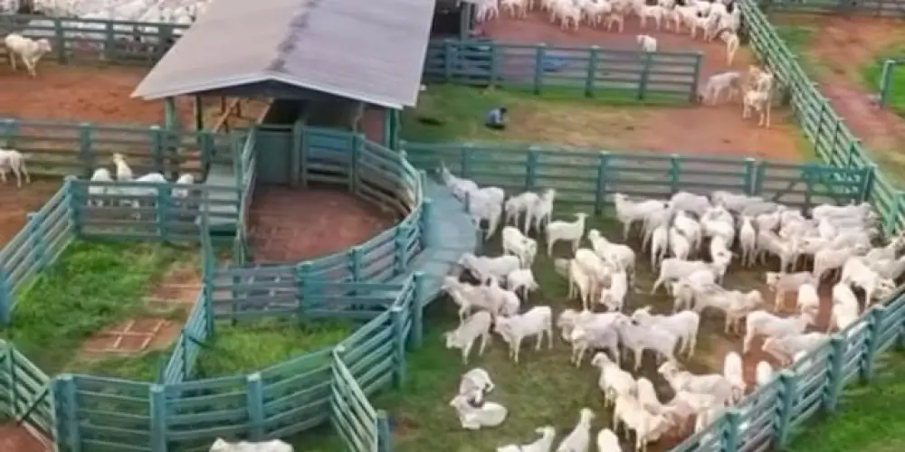 Imagem do grupo de WhatsApp GP 1 - AGRO-FAZENDAS-GADO BR 🐄🐂🐃