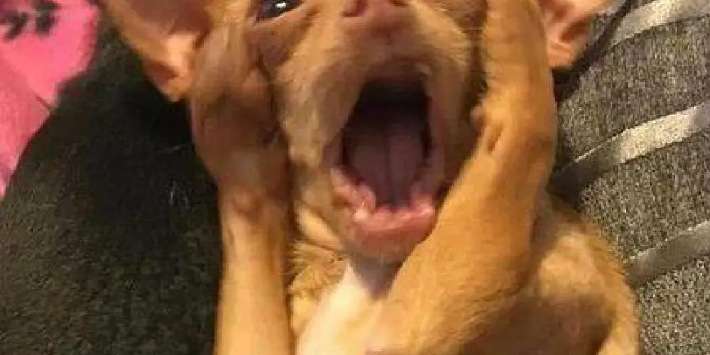 Imagem do grupo de WhatsApp Gp Do Ombro Amigo