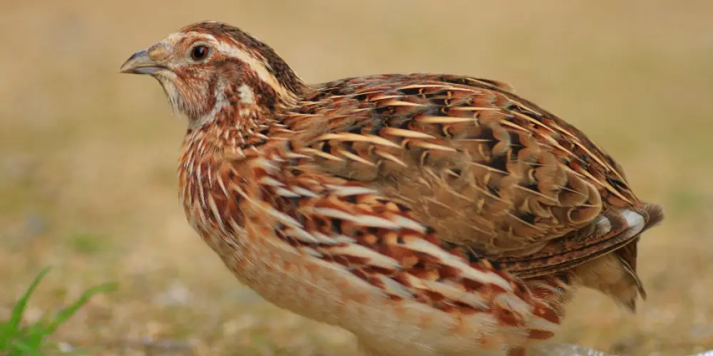 Imagem do grupo de WhatsApp Grande poço de dadá