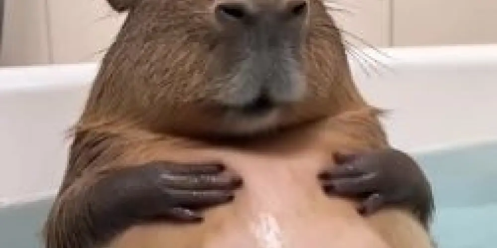 Imagem do grupo de WhatsApp Gringo e brasileiro789@$#b