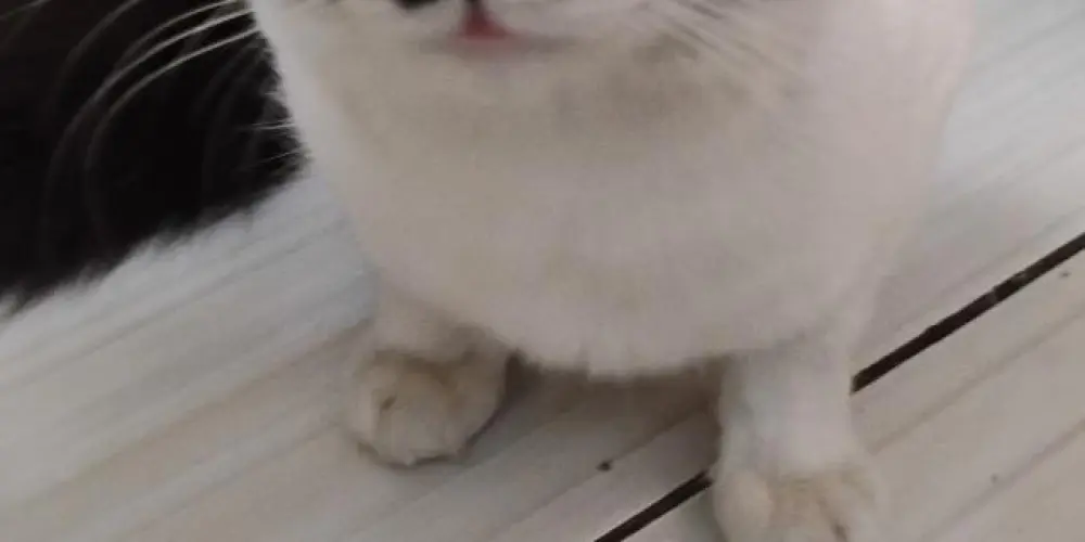 Imagem do grupo de WhatsApp grupinho👌