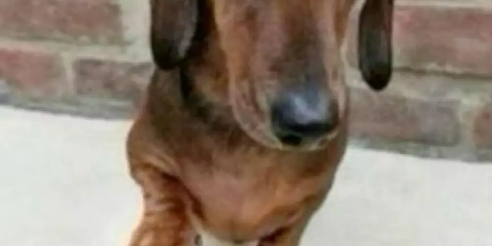 Imagem do grupo de WhatsApp Grupinho bacana