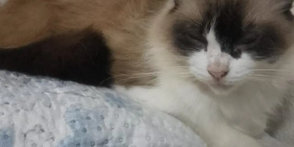 Imagem do grupo de WhatsApp GrUpO 2.0