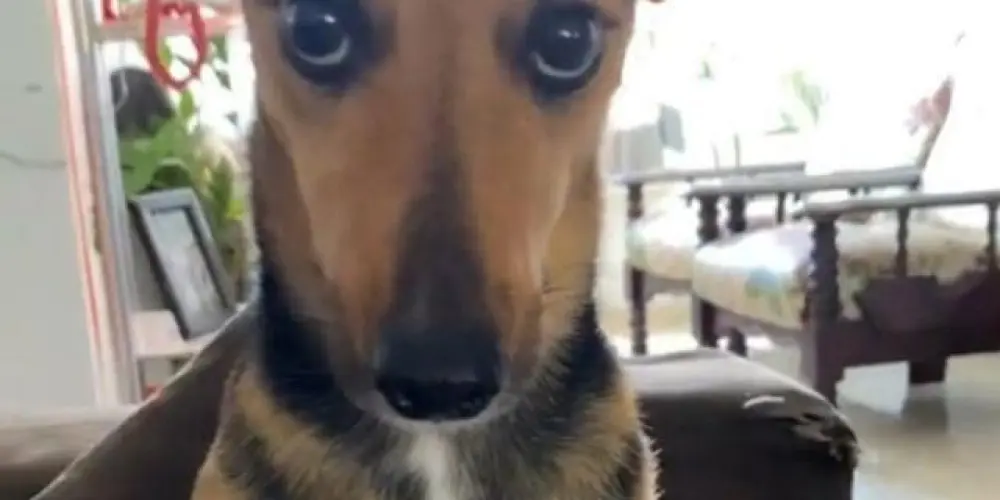 Imagem do grupo de WhatsApp grupo