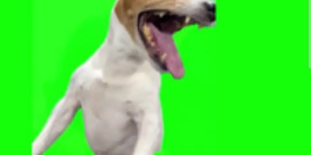 Imagem do grupo de WhatsApp Grupo +++