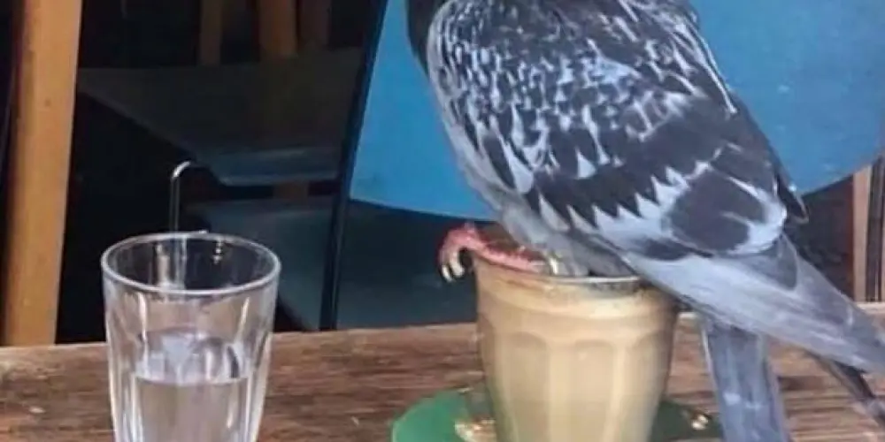 Imagem do grupo de WhatsApp Grupo aleatório