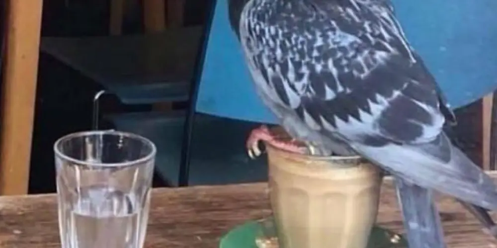 Imagem do grupo de WhatsApp Grupo aleatório