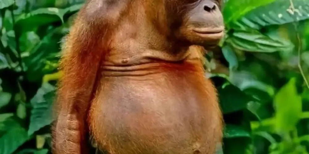 Imagem do grupo de WhatsApp Grupo ânus de macaco