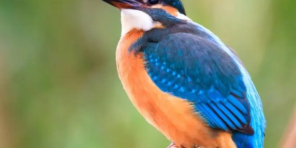 Imagem do grupo de WhatsApp GRUPO ASSOBIADORES NORDESTE E BRASIL