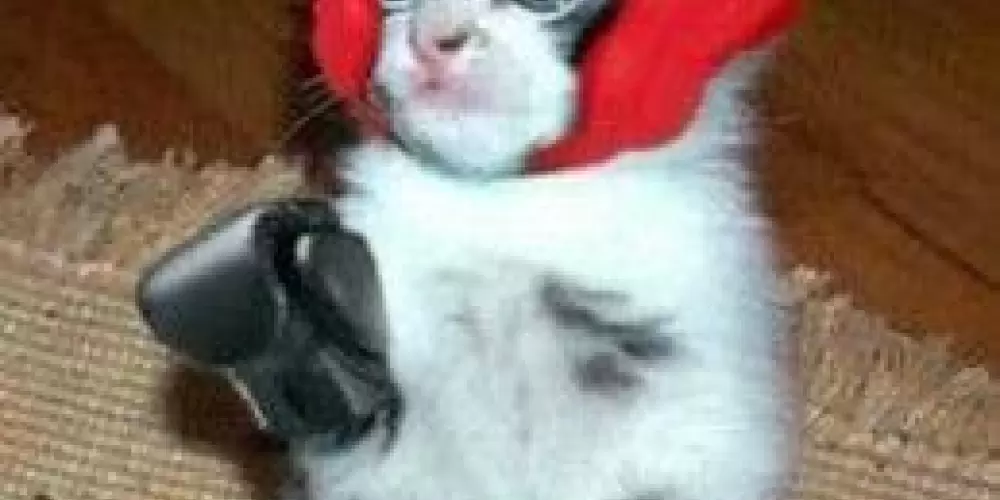 Imagem do grupo de WhatsApp Grupo da amizade