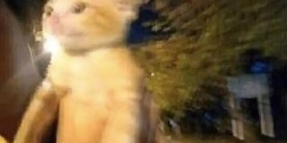 Imagem do grupo de WhatsApp Grupo da amizade