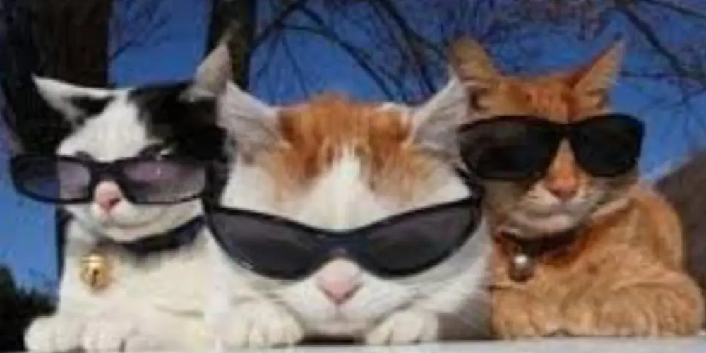 Imagem do grupo de WhatsApp Grupo da amizade ✌️😁