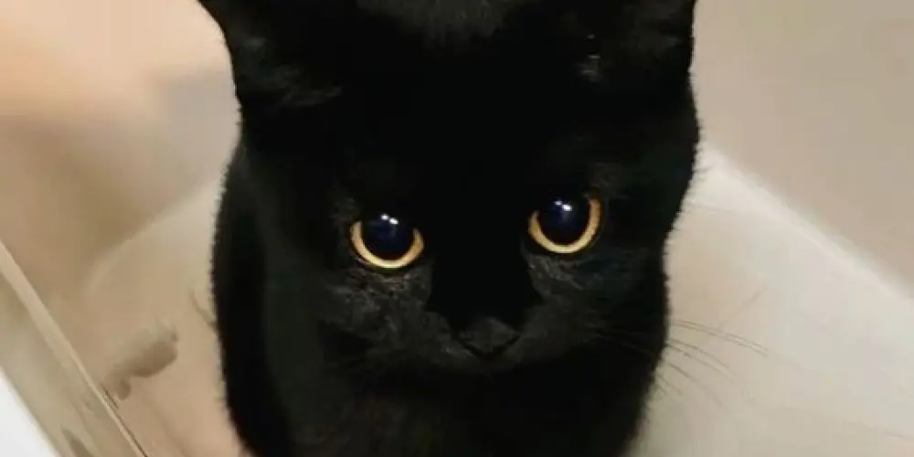 Imagem do grupo de WhatsApp Grupo da Amizade