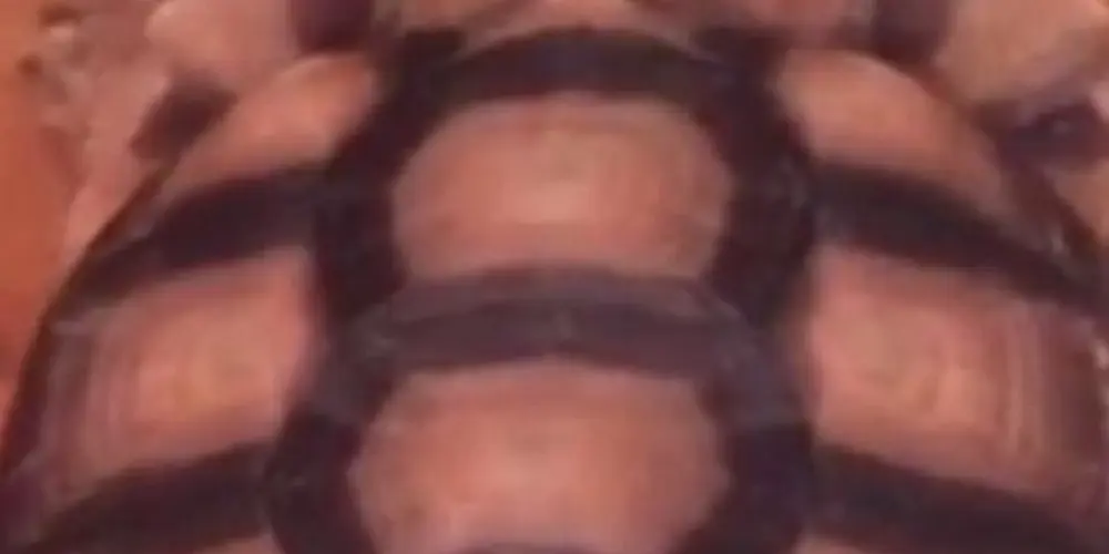 Imagem do grupo de WhatsApp Grupo da amizade