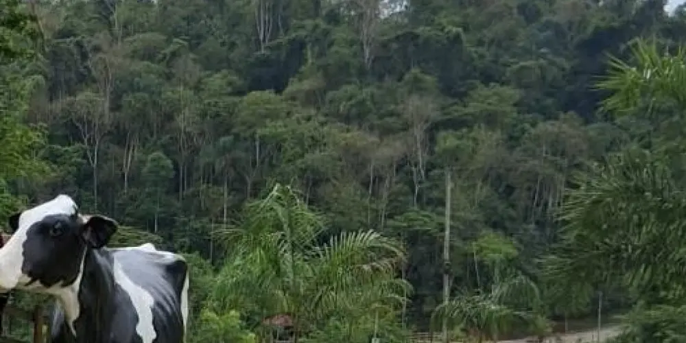 Imagem do grupo de WhatsApp 👑Grupo da amizade ✨