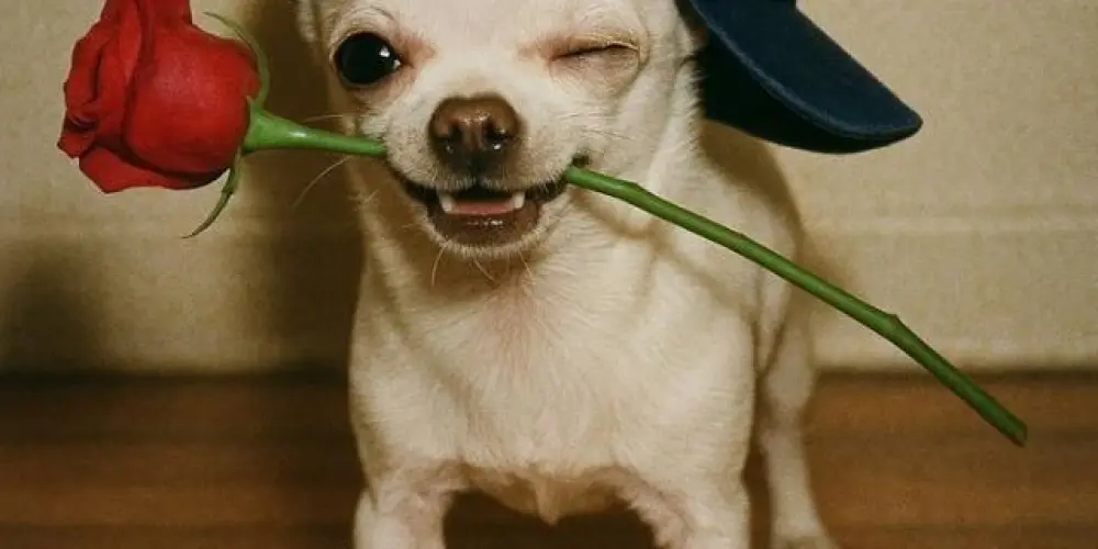 Imagem do grupo de WhatsApp Grupo da amizade