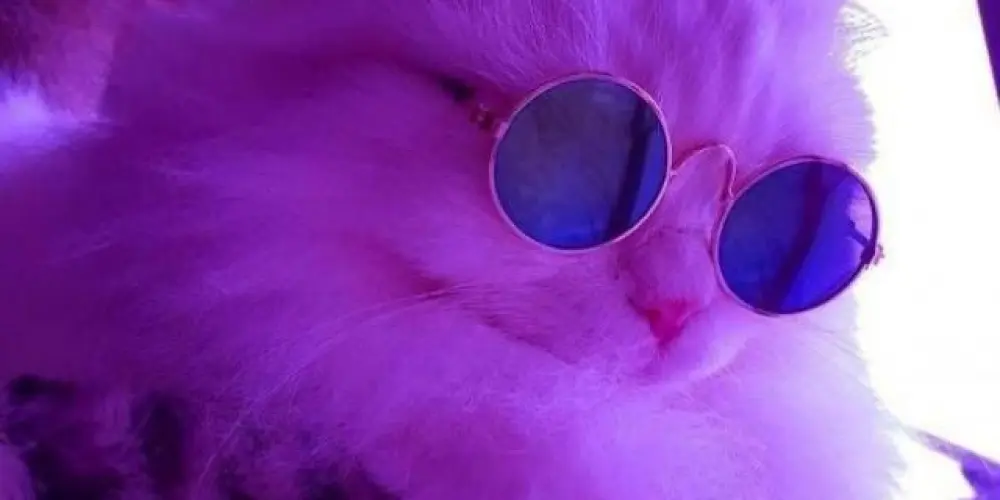 Imagem do grupo de WhatsApp Grupo da família