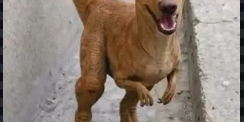 Imagem do grupo de WhatsApp grupo da felicidade para todas as idades