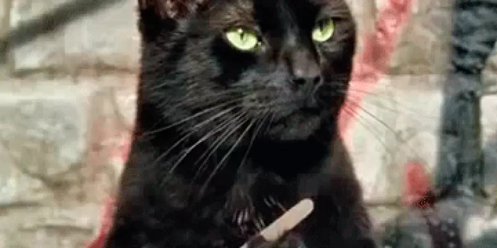 Imagem do grupo de WhatsApp Grupo da mimi