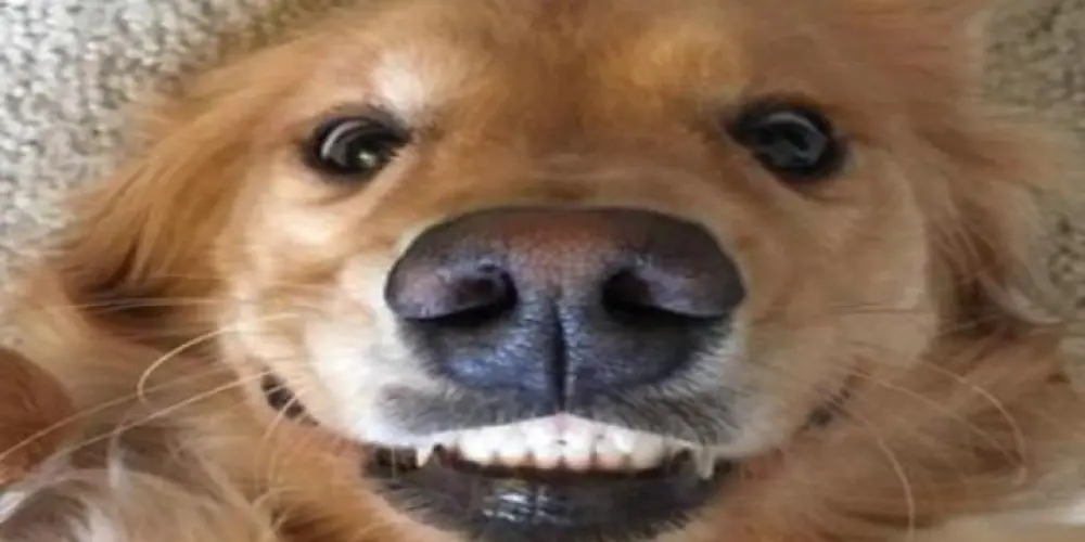 Imagem do grupo de WhatsApp Grupo da Resenha 🤪✨