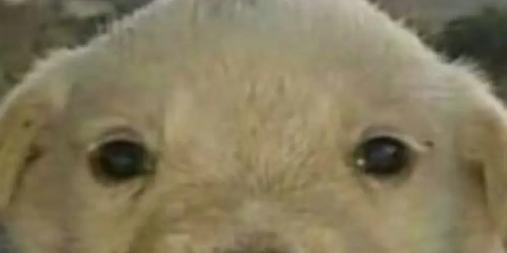 Imagem do grupo de WhatsApp Grupo da resenha