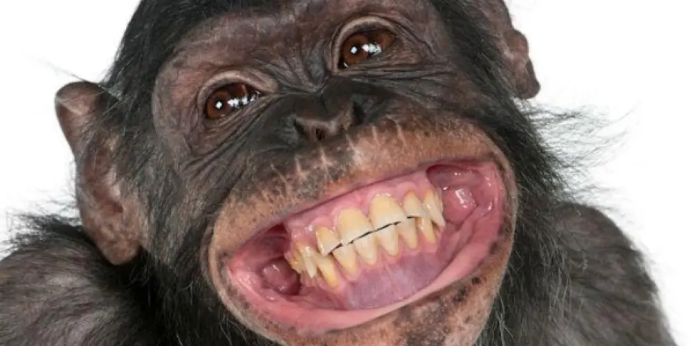 Imagem do grupo de WhatsApp Grupo da resenha de todo o brasileiro 🤣🤣🤣