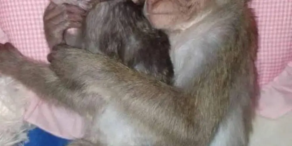 Imagem do grupo de WhatsApp grupo da rpzd