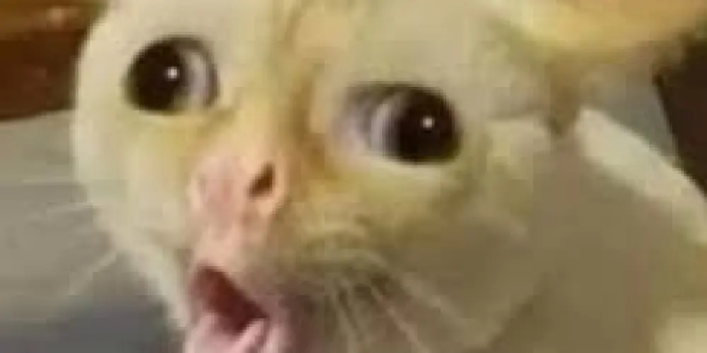 Imagem do grupo de WhatsApp GRUPO DA ZOAÇÃO / NAMORO