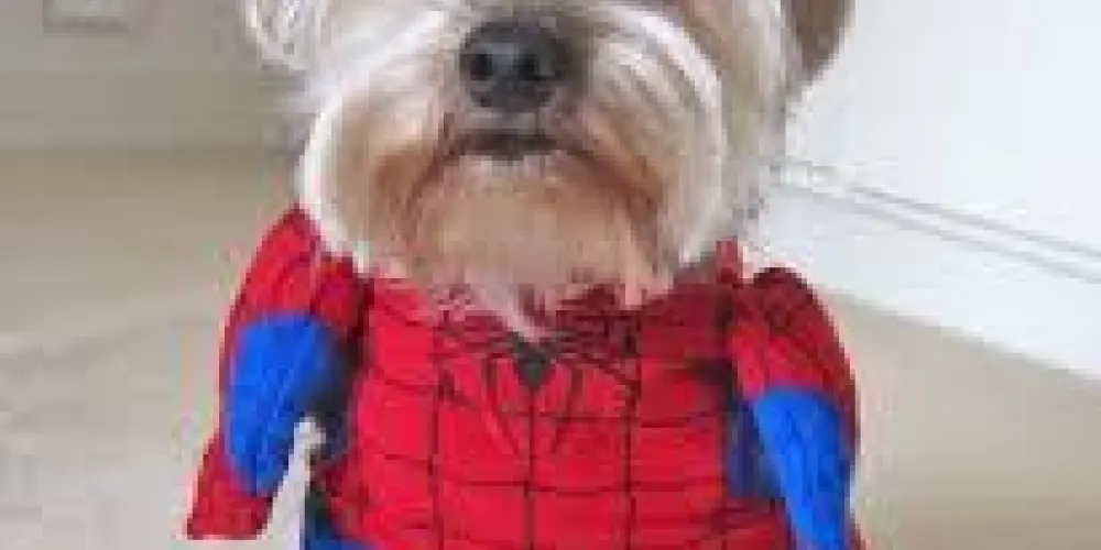 Imagem do grupo de WhatsApp grupo da zueira