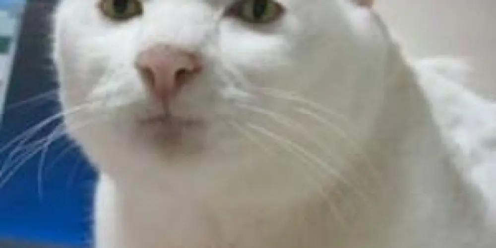 Imagem do grupo de WhatsApp Grupo da Zueira