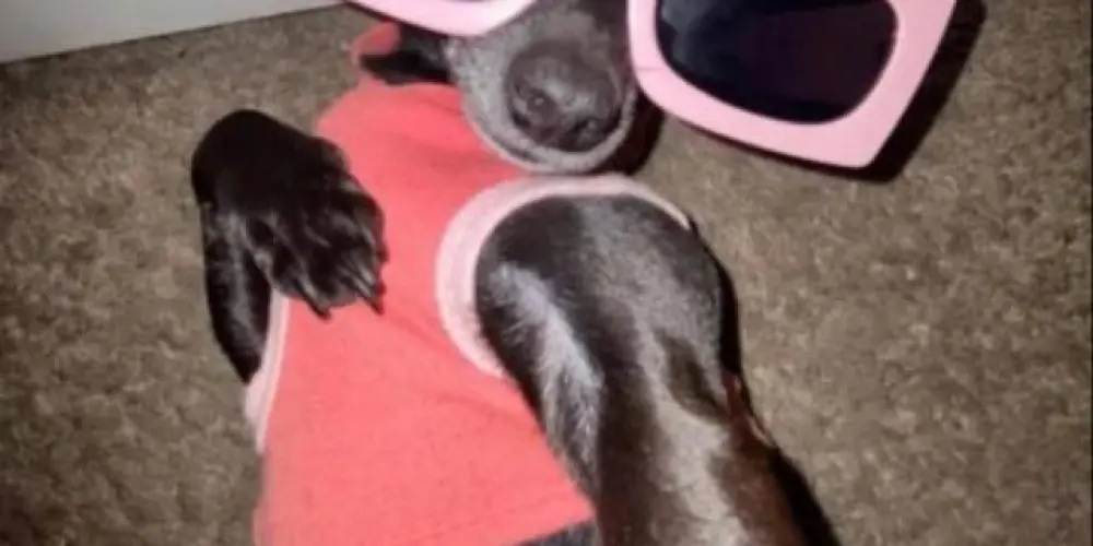 Imagem do grupo de WhatsApp Grupo da zueira