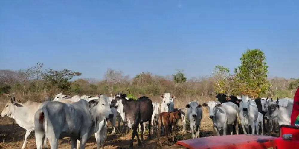 Imagem do grupo de WhatsApp Grupo da zueira