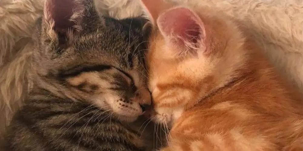 Imagem do grupo de WhatsApp Grupo das divas e divos menor de 15anihos