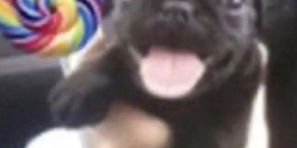 Imagem do grupo de WhatsApp grupo das férias