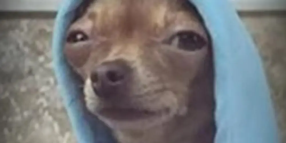 Imagem do grupo de WhatsApp 🤪🌹Grupo de amizade🤪🌹😁💯