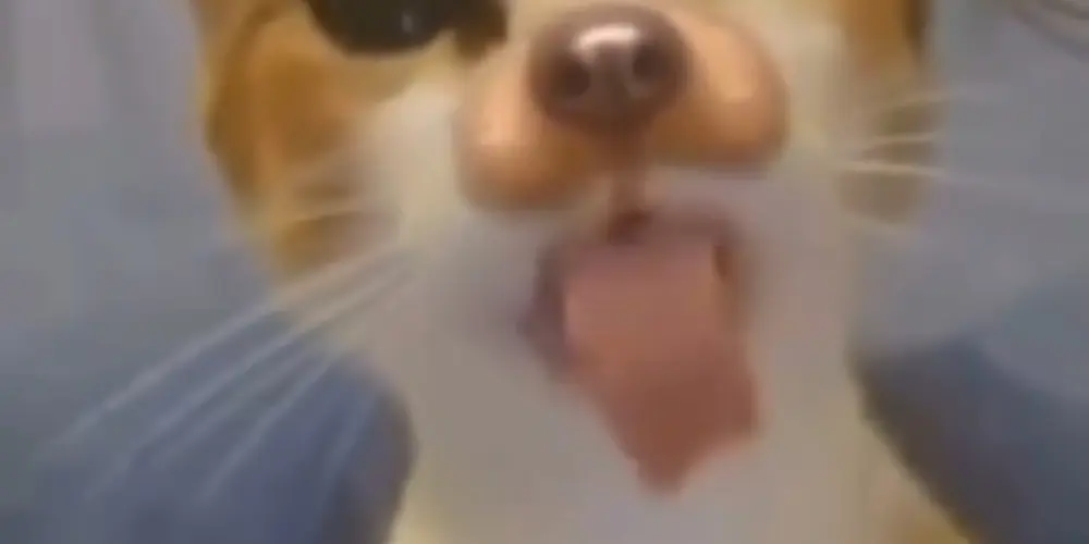 Imagem do grupo de WhatsApp Grupo de amizade